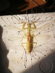 Hierodula pistillinota