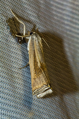 Ancylolomia