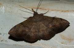 Anticarsia rubricans
