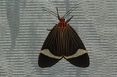 Caryatis hersilia