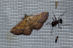 Cerynea thermesialis