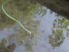 Ahaetulla mycterizans