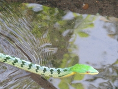 Ahaetulla mycterizans