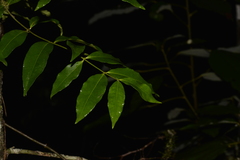 Melodinus australis