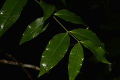 Melodinus australis