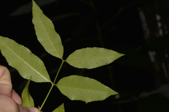 Melodinus australis