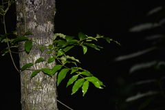 Melodinus australis