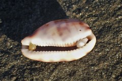 Talostolida pellucens