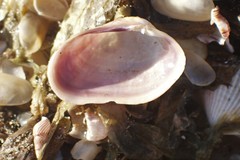 Irus crenatus