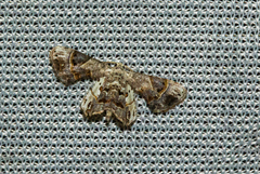 Leucoplema dohertyi