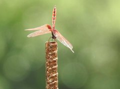 Trithemis aurora
