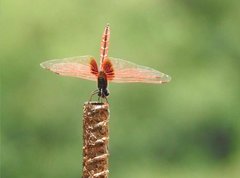 Trithemis aurora