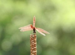 Trithemis aurora