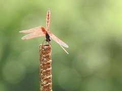 Trithemis aurora