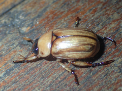 Anomala pallida