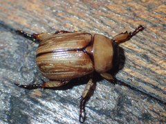 Anomala pallida