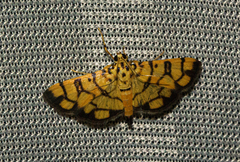 Pardomima distortana