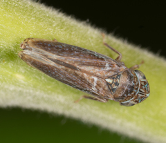 Graphocephala confluens