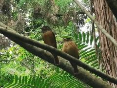 Muscicapa ferruginea