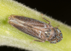 Graphocephala confluens