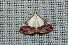 Viettessa margaritalis