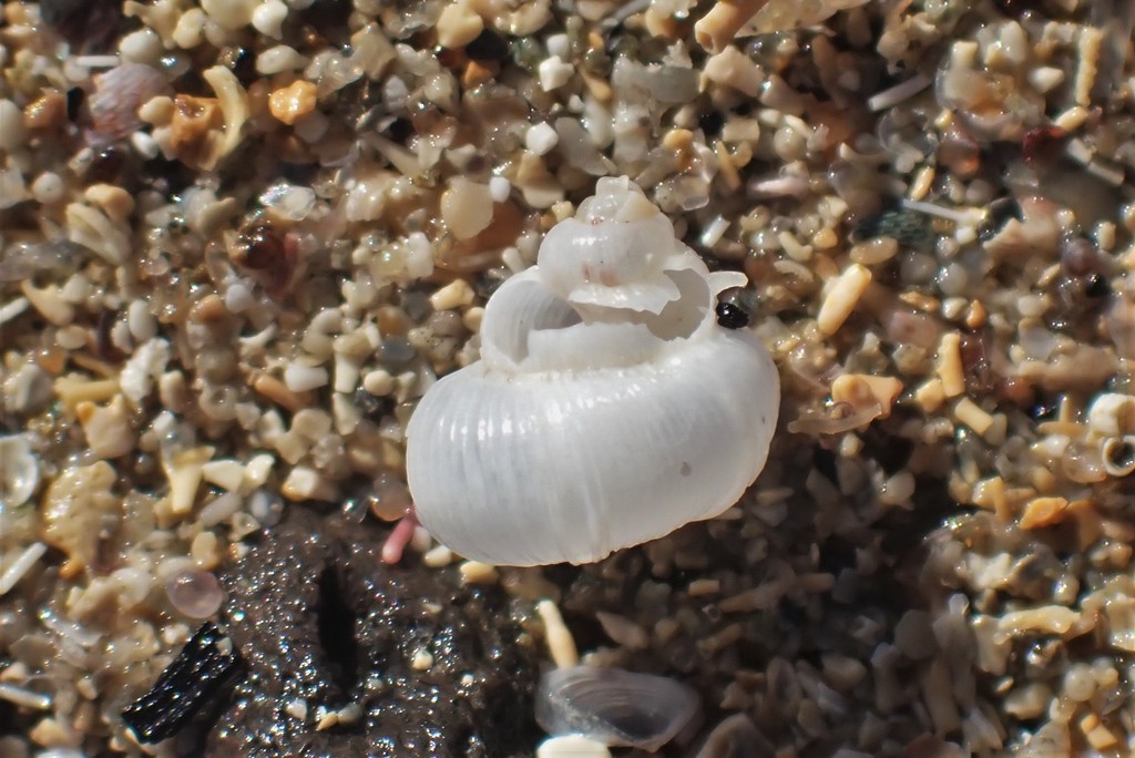 Globiscala