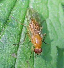 Psila