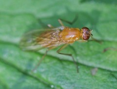 Psila