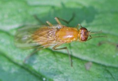 Psila