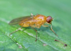 Psila