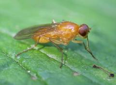 Psila