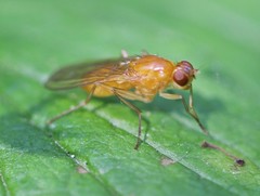 Psila