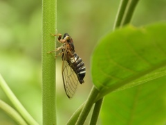Lemuriana apicalis