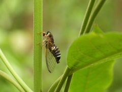 Lemuriana apicalis