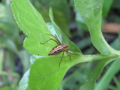 Oxyopes