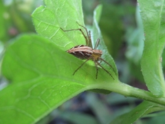 Oxyopes
