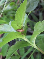 Oxyopes