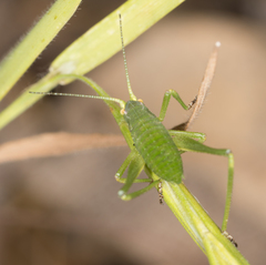 Platylyra californica