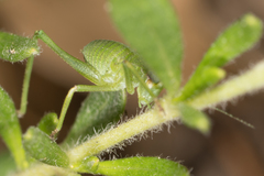 Platylyra californica