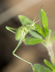 Platylyra californica