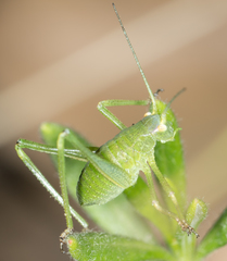 Platylyra californica