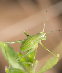 Platylyra californica