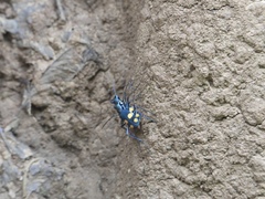 Cicindela bicolor