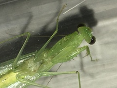 Tropidomantis