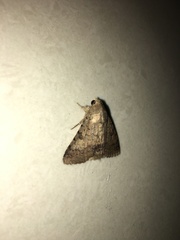 Pandesma quenavadi