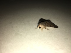 Pandesma quenavadi