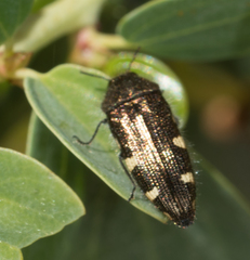 Acmaeodera