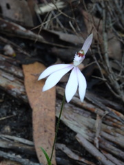 Caladenia picta