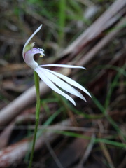 Caladenia picta