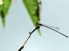 Prodasineura autumnalis